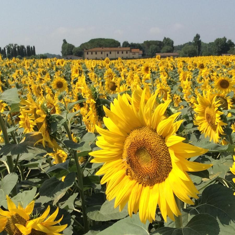 Podere Magnolia Pisa Luaran gambar